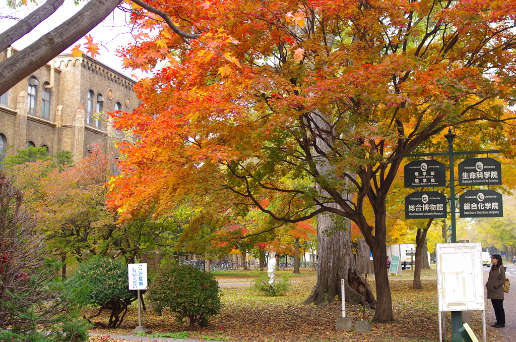 秋の北大　１
