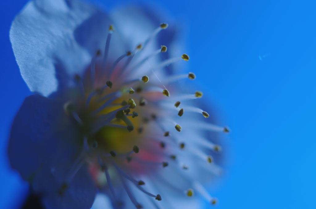 蜘蛛の糸