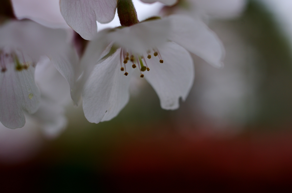 桜降臨