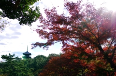 三渓園　三重の塔とモミジ