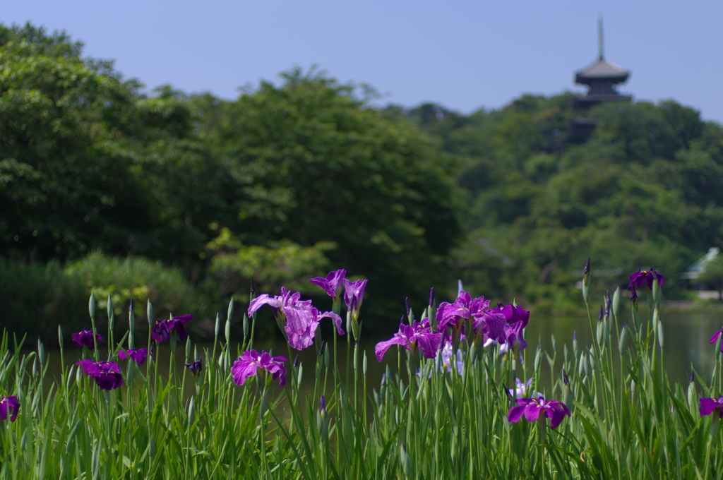 三溪園だより