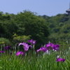 三溪園だより