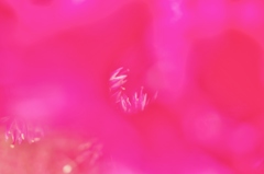 手招き