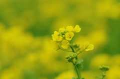 菜の花畑にようこそ