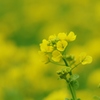 菜の花畑にようこそ