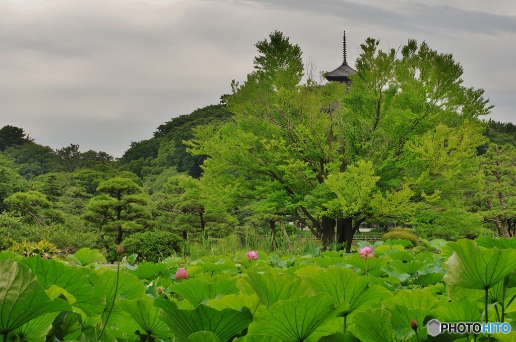 三溪園だより