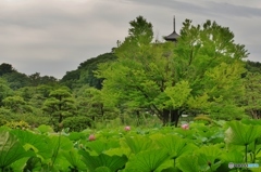 三溪園だより