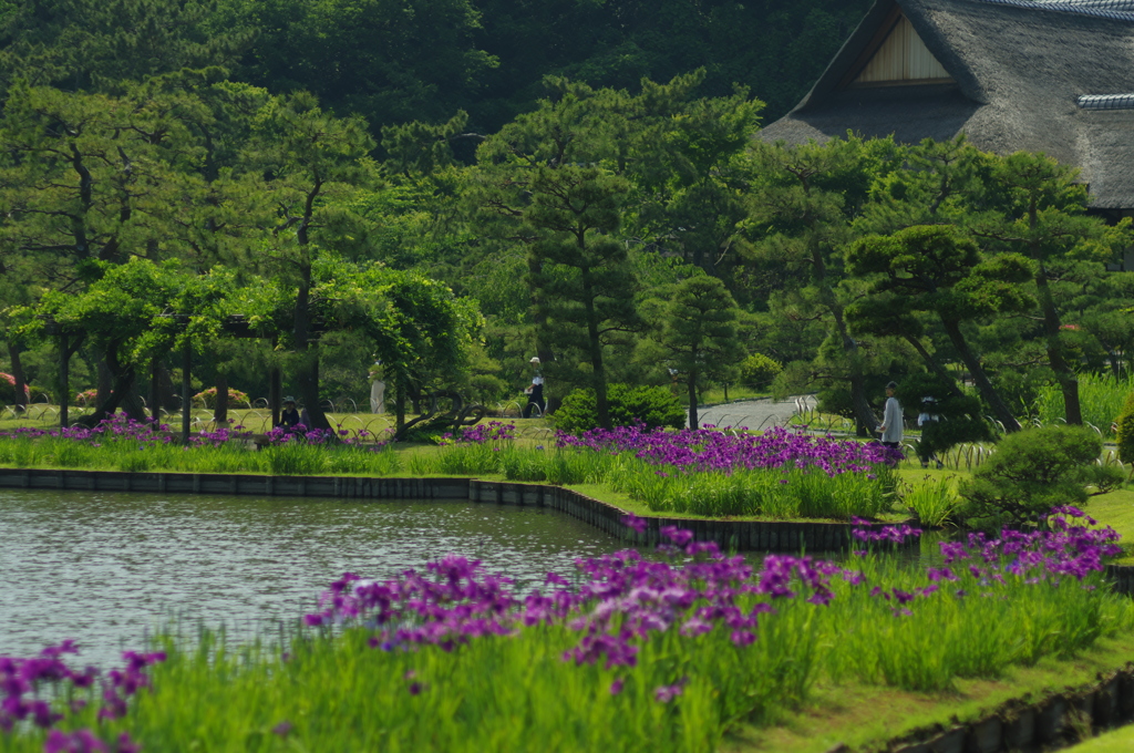 花菖蒲のある風景