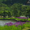 花菖蒲のある風景