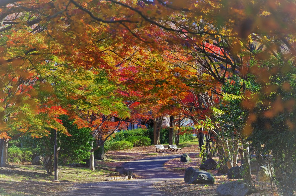 散歩道