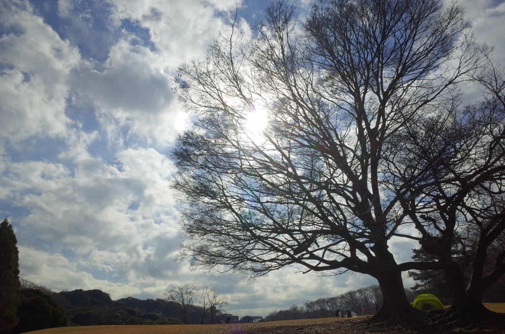 晩秋の公園