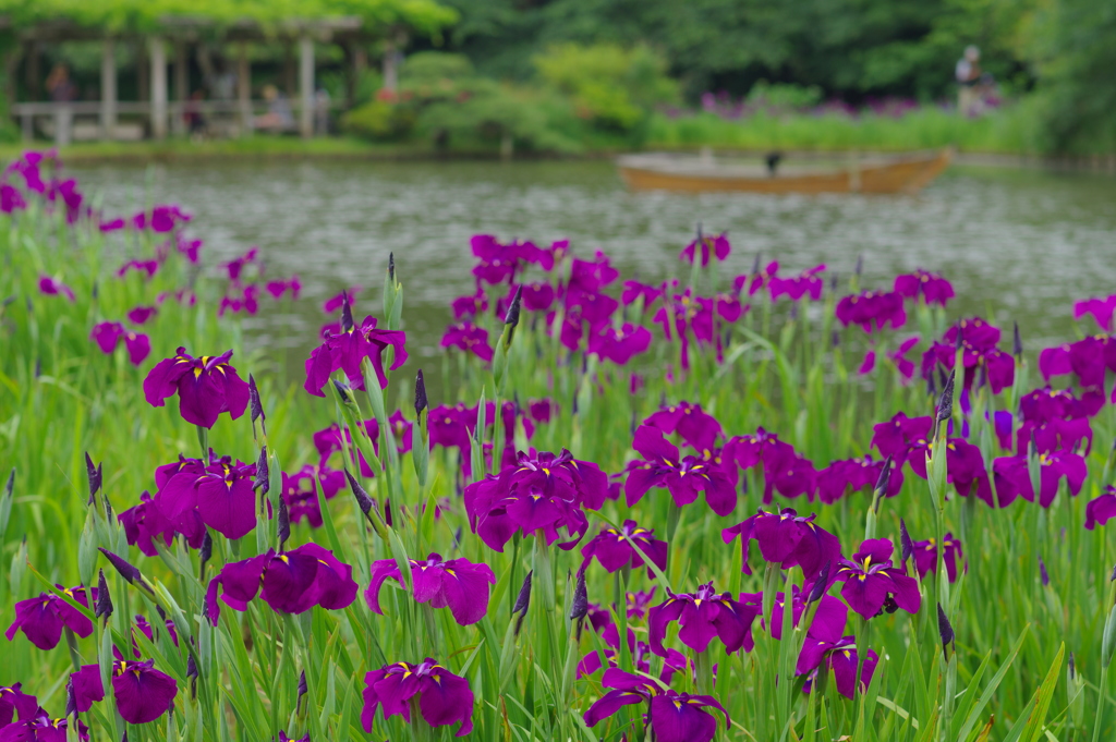 花菖蒲満開