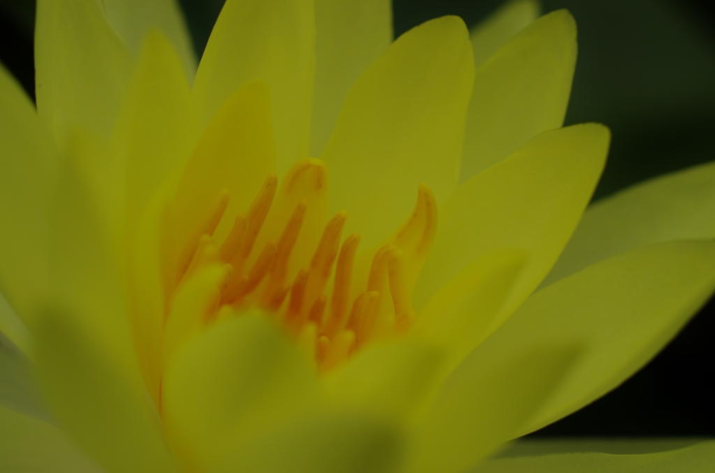黄金の花
