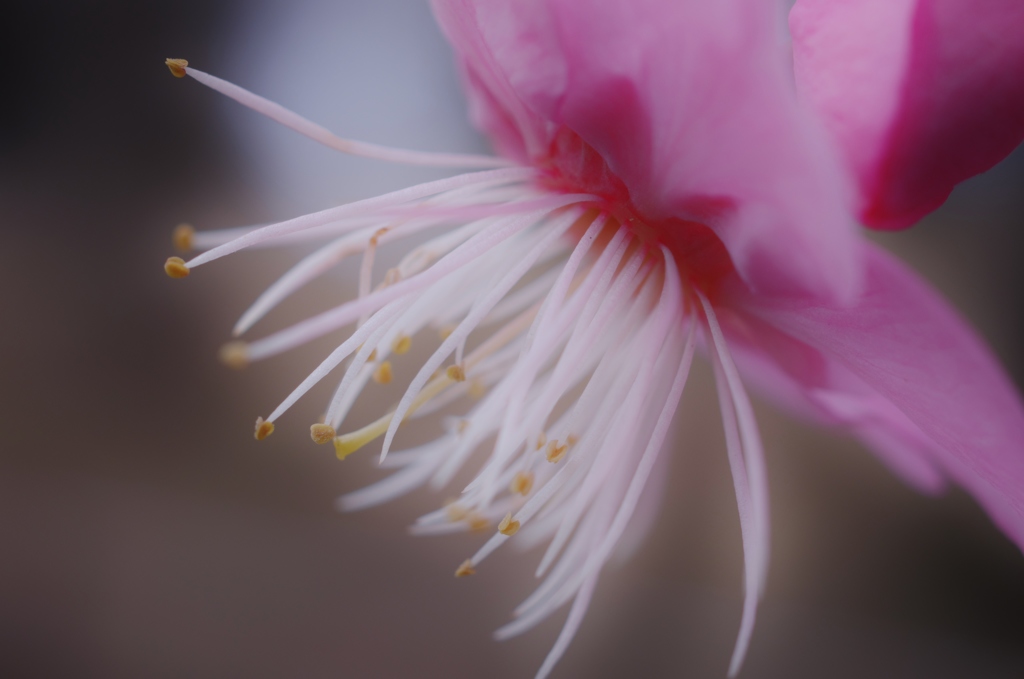 飛び出す蕊たち