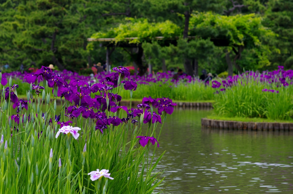 池のほとりに咲く