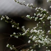 雪柳舞う