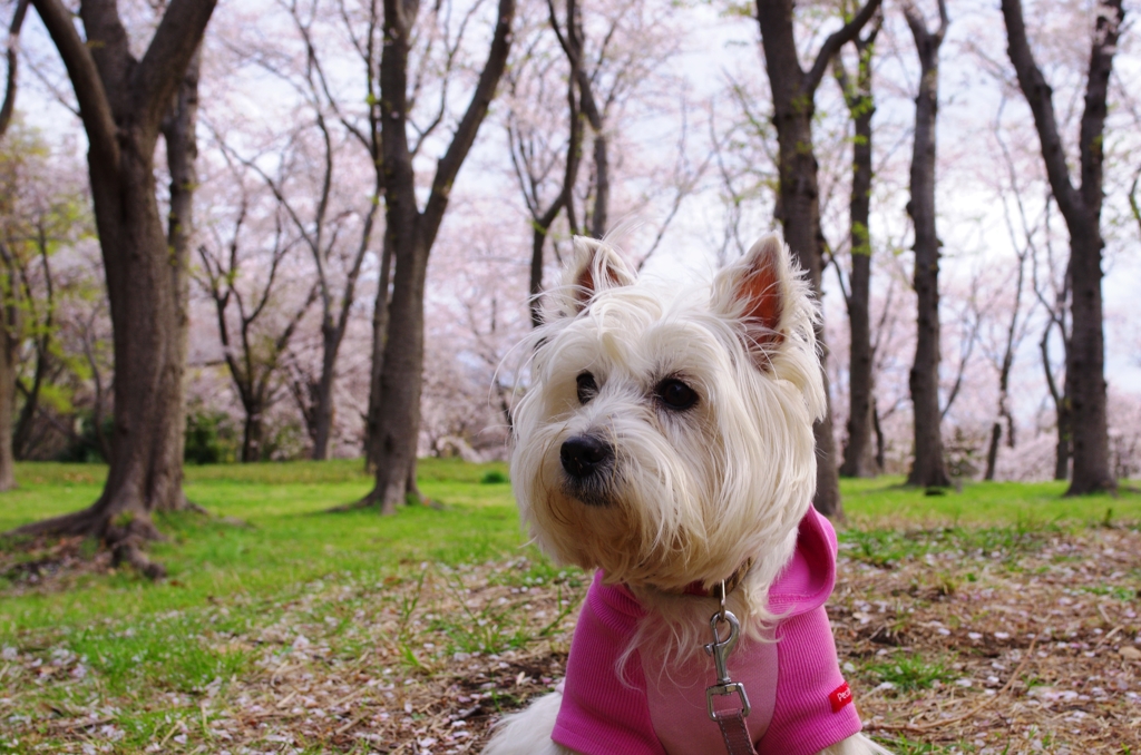花見犬