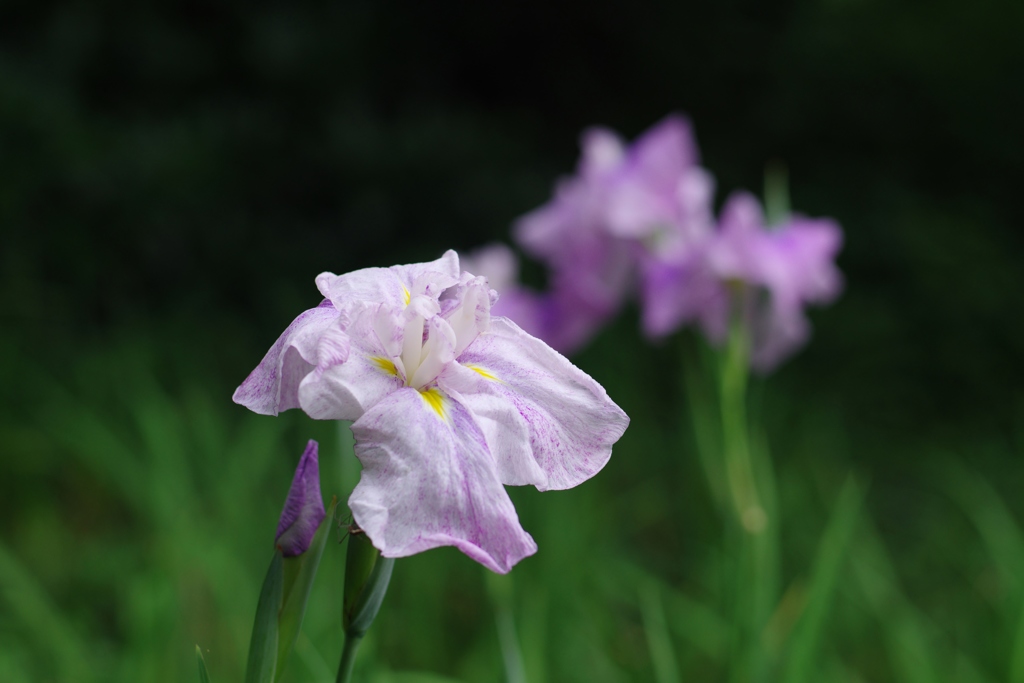 終わりかけの花菖蒲