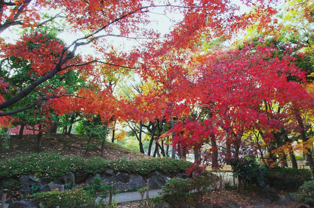 横浜公園　遠景