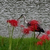 赤花の中を歩く
