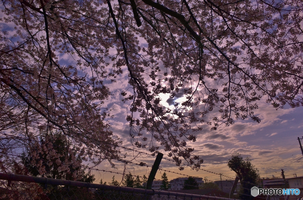 ある日の朝の近所の桜
