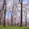 桜林