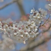三分咲き