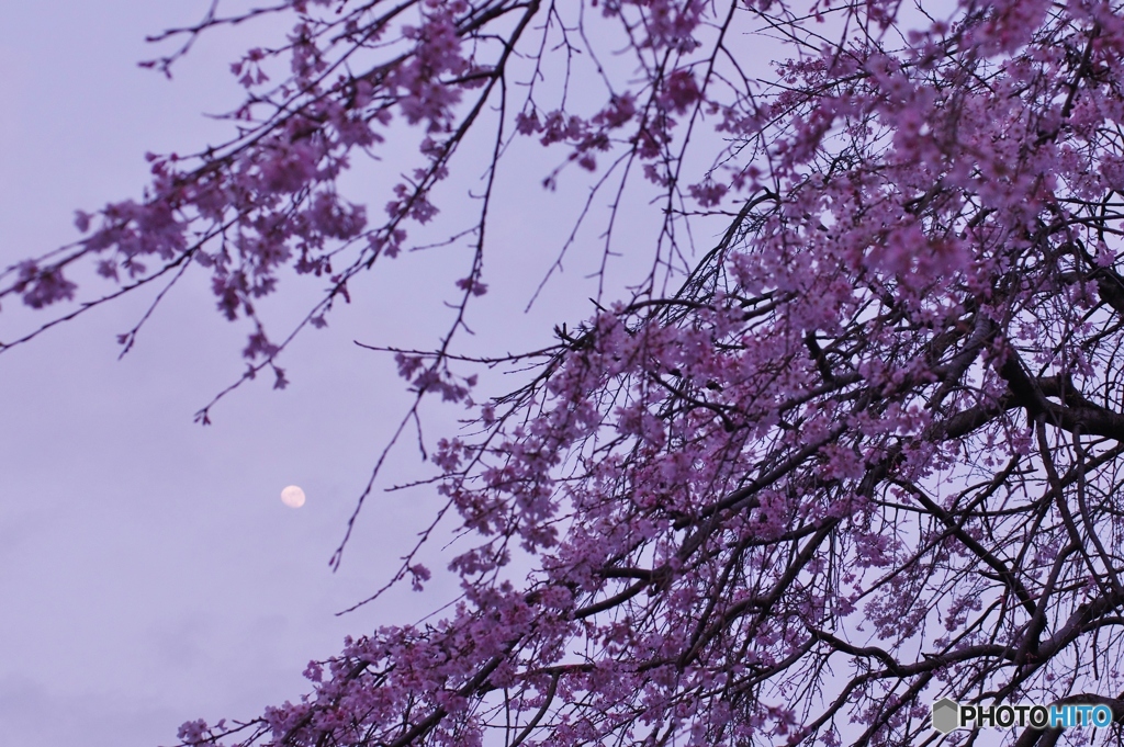 ひとあし先に月見桜