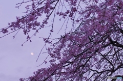 ひとあし先に月見桜