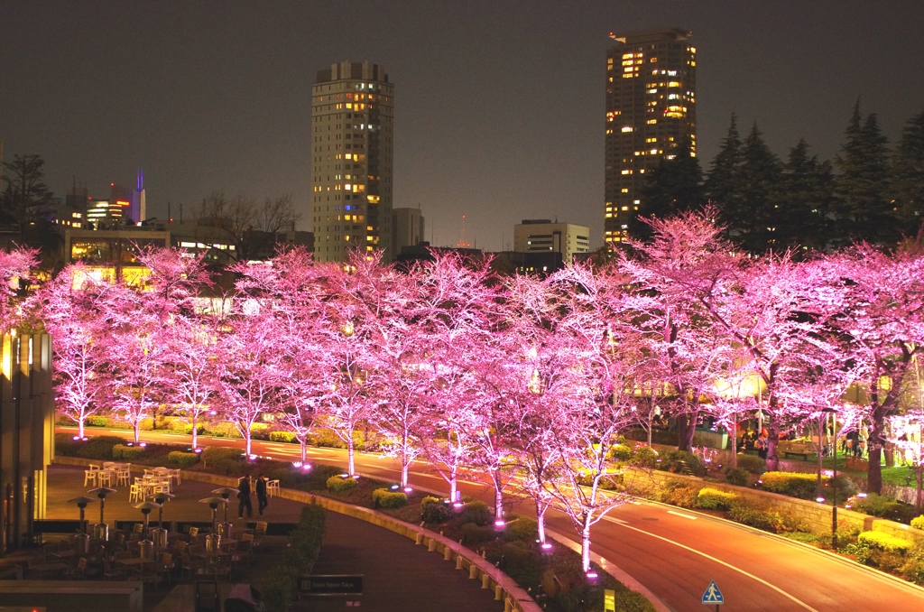 桜トンネル