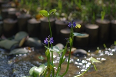 水が青いな