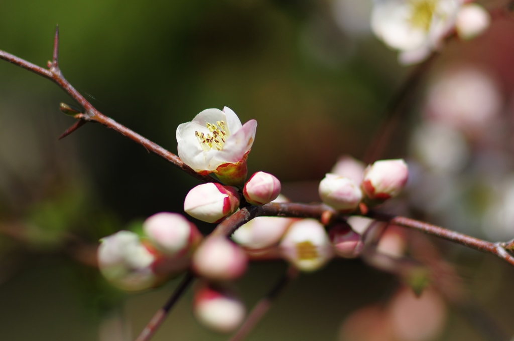 梅の次はボケの花