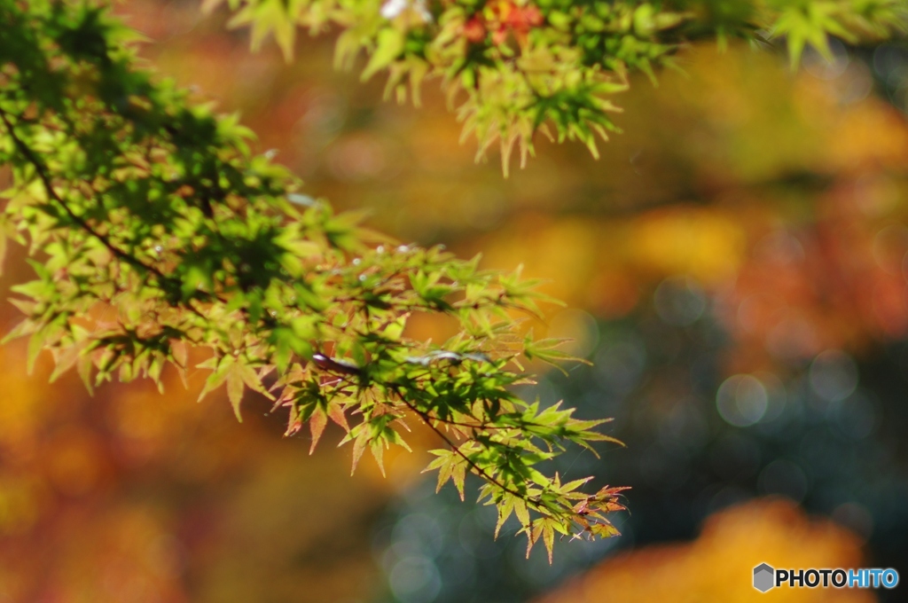緑の残る紅葉