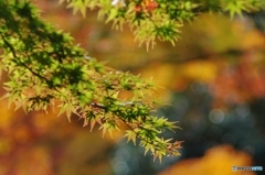 緑の残る紅葉
