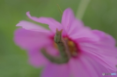 この花を占拠した（虫注意）