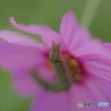 この花を占拠した（虫注意）