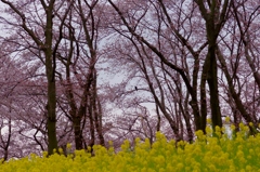 菜の花コラボ