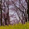 菜の花コラボ