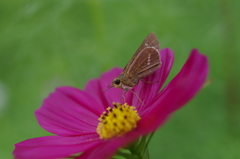 蜜に夢中