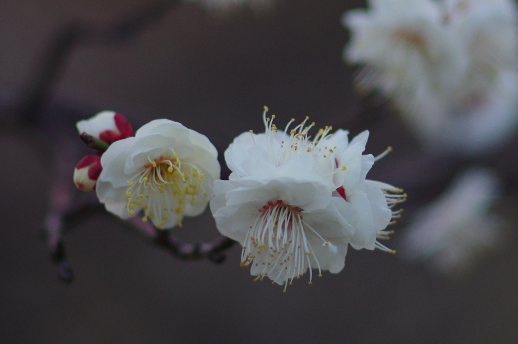 花開く