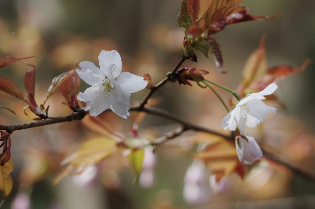 白い花の誘惑