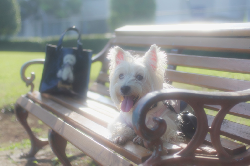 久しぶりの散歩