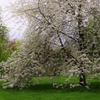 英国桜