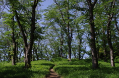 森の散歩道