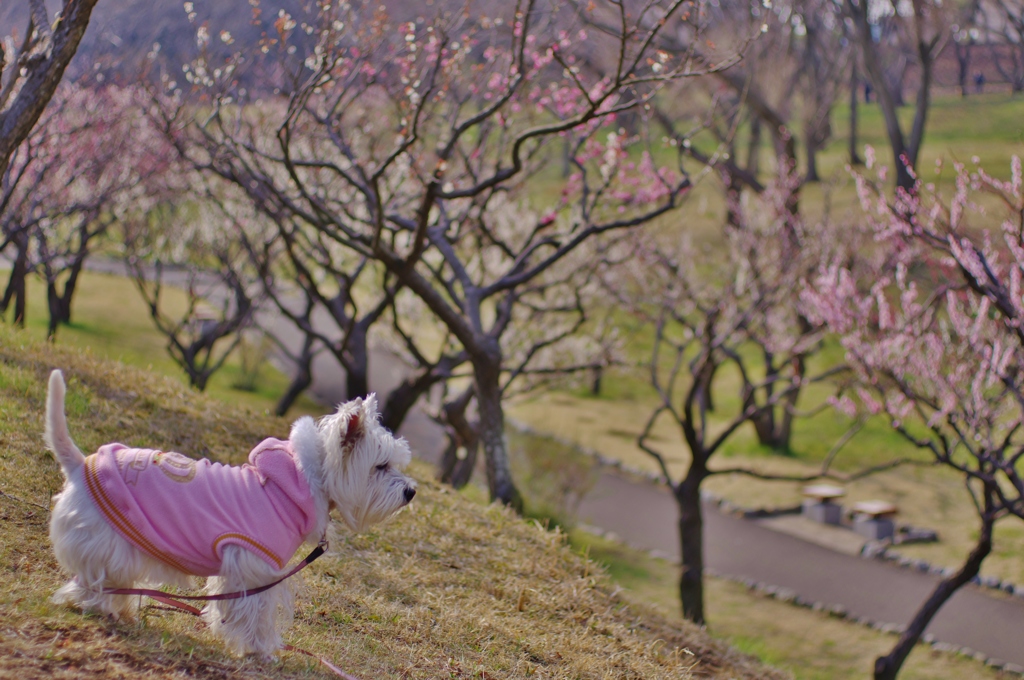 梅見る白犬