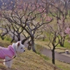 梅見る白犬