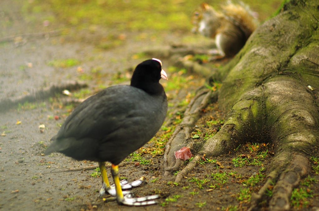 公園のいたずら者　vsオオバン