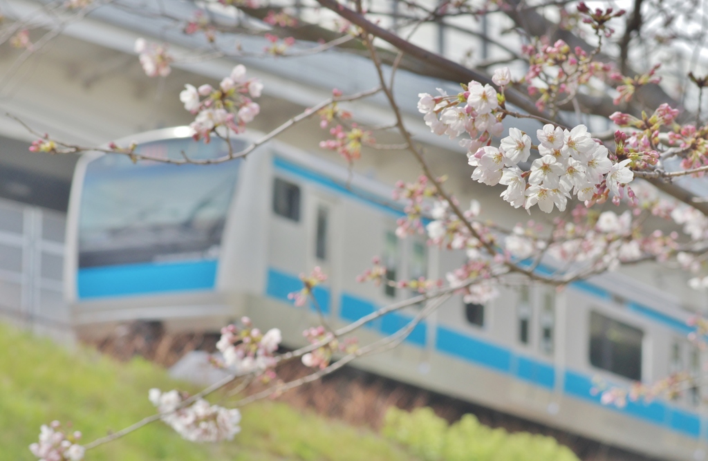 桜列車