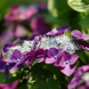 ご近所の紫陽花
