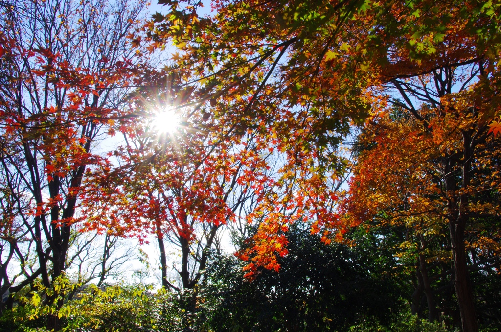 日を浴びる紅葉